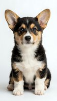 Adorable tricolor corgi puppy sitting on white background, isolated studio portrait of young dog with perked ears for pet care and animal designs.