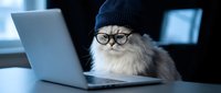 Fluffy Persian cat wearing glasses and knit hat working on laptop computer in modern office setting for business humor and pet technology concepts.