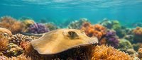 Stingray gliding over vibrant coral reef in crystal clear tropical waters. Marine life underwater scene with colorful corals and sea creatures in natural habitat.