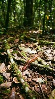 Forest floor covered with fallen leaves, moss-covered branches and natural debris in dappled sunlight creating peaceful woodland atmosphere for nature backgrounds.