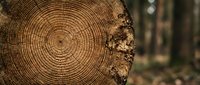 Tree ring cross section showing growth rings in forest setting, suitable for environmental, forestry, nature, and educational content.