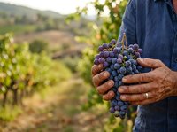 Farmer holding fresh purple grapes in vineyard during harvest season with rolling hills and grapevines in background. Agricultural produce and winemaking.