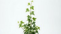 Climbing ivy plant with green leaves isolated on white background, ready for design projects, web graphics, and botanical illustrations.