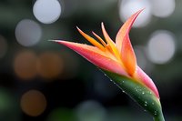 Vibrant bird of paradise flower with water drops against blurred bokeh background, showcasing delicate pink and orange petals in macro photography detail.