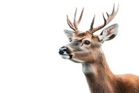 Majestic white-tailed deer buck portrait with antlers isolated on white background, showing detailed facial features and natural expression. Wildlife photography concept.