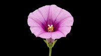 Pink morning glory flower isolated on transparent background, ready for stickers, t-shirt design, print on demand, sublimation, and clipart use.