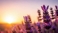 Purple lavender flowers blooming in field during golden hour sunset with warm light and soft focus background for aromatherapy and wellness designs.