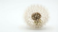 Delicate dandelion seedhead with fine, wispy seeds isolated on white background, suitable for botanical designs, nature graphics, and educational materials.
