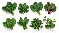 Assorted leafy green vegetables including kale, spinach, and chard isolated on white background, ready for culinary, nutritional, and design applications.