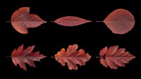 Autumn leaves in shades of red and burgundy, isolated on transparent background. Ready for clipart, t-shirt design, stickers, print-on-demand products, and sublimation projects.
