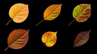 Autumn leaves in various stages of seasonal color change, isolated on transparent background. Ready for clipart, t-shirt design, stickers, print-on-demand products, and sublimation projects.