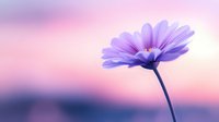 Delicate purple daisy flower against soft pink and purple sunset sky background, creating dreamy romantic atmosphere for nature photography.