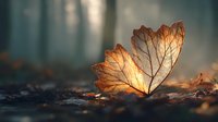 Sunlight illuminates autumn oak leaf on forest floor, creating magical glow against misty woodland background.