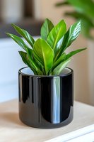 Vibrant green Philodendron Imperial Green houseplant with glossy leaves in modern black ceramic pot against soft neutral background, perfect for home decor styling.