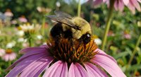 Fuzzy bumblebee collecting nectar from purple echinacea flower in summer garden. Pollinator insect on blooming coneflower for nature and wildlife photography.