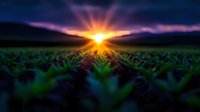Dramatic sunrise over green agricultural field with sun rays bursting through purple sky. Rural farming landscape at dawn for nature and agriculture concepts.