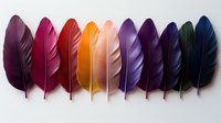 Colorful bird feathers arranged in rainbow gradient from burgundy to navy blue on white background, isolated decorative elements for creative design projects.
