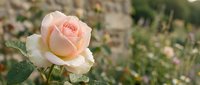 Delicate pink rose bloom with soft petals in garden setting, romantic floral background for wedding invitations, greeting cards and botanical designs.