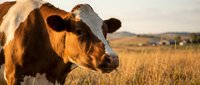 Brown and white cow standing in golden meadow at sunset, with rolling hills in the background, showcasing rural farm life.