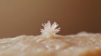 White crystalline flower-shaped formation emerging from mineral surface with delicate radiating petals against warm brown background.