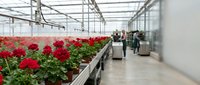 Commercial greenhouse interior with vibrant red geranium flowers growing on tables, modern agricultural facility for plant cultivation and farming business.
