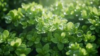 Fresh clover leaves covered in morning dew drops against blurred natural background, creating magical spring atmosphere with bokeh light effects.