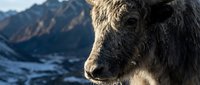 Closeup of a young reindeer with thick winter coat against snowy mountain landscape. Wildlife and nature photography suitable for travel, adventure, and seasonal content.