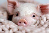 Adorable pink piglet with soft white fur peeking through cozy knitted blanket, close-up portrait showing curious eyes and sweet snout against warm neutral background.