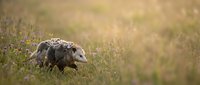 Wild opossum foraging in natural grassland habitat with soft golden sunlight creating warm bokeh background for wildlife and nature content.