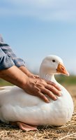 Farmer's hands gently touching white duck on rural farm ground with clear sky background. Concept for agriculture, animal husbandry, poultry farming, and countryside lifestyle.
