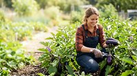 Young woman farmer harvesting fresh eggplants in organic garden, wearing apron and gloves, sustainable agriculture and local produce concept for farming, gardening, and food production.