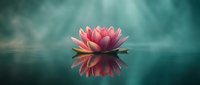 Pink lotus flower floating on calm turquoise water with perfect reflection creating serene zen meditation atmosphere for wellness and spiritual content.