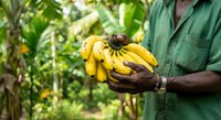 Farmer in green shirt holding fresh yellow bananas on plantation, agricultural harvest and tropical fruit production.