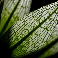 Macro close-up of green leaf showing intricate cellular structure and natural vein patterns in botanical detail for nature photography and scientific study.
