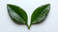 Fresh green glossy leaves arranged symmetrically on white background, showing natural plant detail and texture. Minimalist botanical composition isolated for design use.