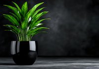 Vibrant green tropical plant with glossy leaves in modern black ceramic pot against dark moody background, dramatic lighting creates elegant home decor atmosphere.