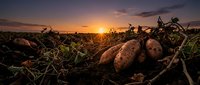 Fresh organic potatoes harvested at golden sunset in agricultural field with dramatic sky and warm lighting for farming and food production concepts.