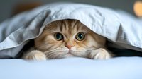 Adorable ginger cat with bright blue eyes peeking out from under white bedding, creating a cozy and playful mood for pet photography and lifestyle content.