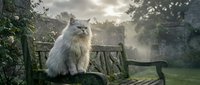 Fluffy white cat sitting on wooden garden bench in misty morning light with blooming roses and lush greenery creating peaceful outdoor scene.