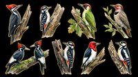 Woodpecker birds perched on branches and tree trunks, isolated on transparent background. Ready for clipart, t-shirt design, stickers, print-on-demand products, and sublimation projects.