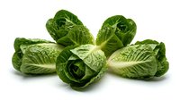 Fresh green napa cabbage heads arranged on white background, organic Chinese cabbage vegetables for healthy cooking and salad preparation.