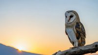 Barn owl perched on weathered branch against golden sunset sky with mountain silhouettes creating serene wildlife scene for nature photography projects.