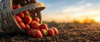 Fresh ripe strawberries spilling from wicker basket on fertile soil during golden hour sunset, organic farming and harvest concept for healthy eating.