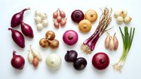 Fresh organic onion varieties collection including red, white, yellow bulbs, shallots, scallions and garlic arranged on white background for cooking.