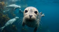 Curious harbor seal pup swimming underwater with whiskers and big eyes looking at camera in clear blue ocean water with kelp forest background.