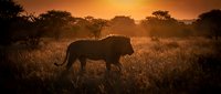 Lion silhouette walking through golden savanna grassland at sunset with acacia trees in background creating dramatic wildlife scene in African landscape.
