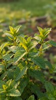 Fresh mint plant growing in garden with vibrant green serrated leaves in natural sunlight for culinary and herbal medicine applications.