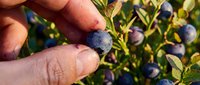 Hand holding ripe blueberry picked fresh from bush in summer garden, harvesting organic berries for food and cooking.
