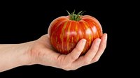 Hand holding a large striped heirloom tomato, isolated on transparent background. Ready for stickers, print on demand, T-shirt design, clipart, and sublimation use.