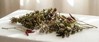 Dried herbs and spices bundle with thyme, oregano and chili peppers on white surface for culinary cooking and seasoning natural organic ingredients.